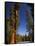 California, Sequoia National Park, Huge Trunks of Tall Sequoia Trees on Tall Trees Trail in Winter-Christian Kober-Framed Stretched Canvas