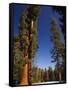 California, Sequoia National Park, Huge Trunks of Tall Sequoia Trees on Tall Trees Trail in Winter-Christian Kober-Framed Stretched Canvas