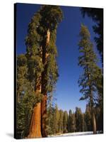 California, Sequoia National Park, Huge Trunks of Tall Sequoia Trees on Tall Trees Trail in Winter-Christian Kober-Stretched Canvas