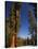 California, Sequoia National Park, Huge Trunks of Tall Sequoia Trees on Tall Trees Trail in Winter-Christian Kober-Stretched Canvas