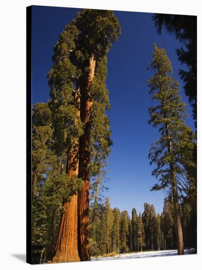 California, Sequoia National Park, Huge Trunks of Tall Sequoia Trees on Tall Trees Trail in Winter-Christian Kober-Stretched Canvas