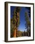 California, Sequoia National Park, Huge Trunks of Tall Sequoia Trees on Tall Trees Trail in Winter-Christian Kober-Framed Photographic Print