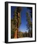 California, Sequoia National Park, Huge Trunks of Tall Sequoia Trees on Tall Trees Trail in Winter-Christian Kober-Framed Photographic Print