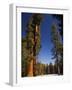 California, Sequoia National Park, Huge Trunks of Tall Sequoia Trees on Tall Trees Trail in Winter-Christian Kober-Framed Photographic Print