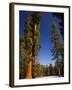 California, Sequoia National Park, Huge Trunks of Tall Sequoia Trees on Tall Trees Trail in Winter-Christian Kober-Framed Photographic Print