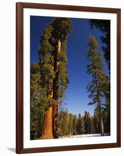 California, Sequoia National Park, Huge Trunks of Tall Sequoia Trees on Tall Trees Trail in Winter-Christian Kober-Framed Photographic Print