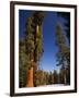 California, Sequoia National Park, Huge Trunks of Tall Sequoia Trees on Tall Trees Trail in Winter-Christian Kober-Framed Photographic Print