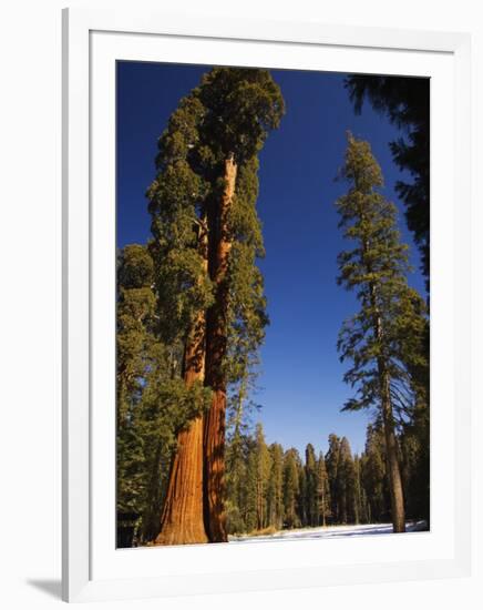 California, Sequoia National Park, Huge Trunks of Tall Sequoia Trees on Tall Trees Trail in Winter-Christian Kober-Framed Photographic Print