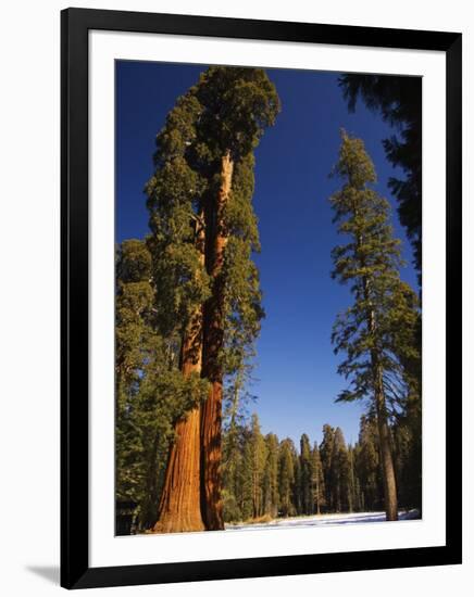California, Sequoia National Park, Huge Trunks of Tall Sequoia Trees on Tall Trees Trail in Winter-Christian Kober-Framed Photographic Print