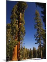 California, Sequoia National Park, Huge Trunks of Tall Sequoia Trees on Tall Trees Trail in Winter-Christian Kober-Mounted Photographic Print