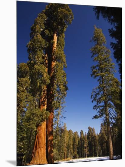 California, Sequoia National Park, Huge Trunks of Tall Sequoia Trees on Tall Trees Trail in Winter-Christian Kober-Mounted Photographic Print