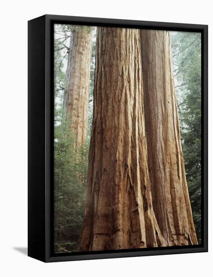 California, Sequoia Nf, Giant Sequoia Redwood Trees-Christopher Talbot Frank-Framed Stretched Canvas