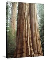 California, Sequoia Nf, Giant Sequoia Redwood Trees-Christopher Talbot Frank-Stretched Canvas