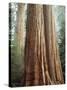 California, Sequoia Nf, Giant Sequoia Redwood Trees-Christopher Talbot Frank-Stretched Canvas