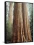 California, Sequoia Nf, Giant Sequoia Redwood Trees-Christopher Talbot Frank-Framed Stretched Canvas