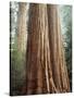 California, Sequoia Nf, Giant Sequoia Redwood Trees-Christopher Talbot Frank-Stretched Canvas