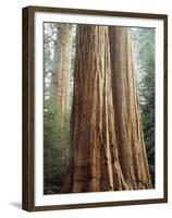 California, Sequoia Nf, Giant Sequoia Redwood Trees-Christopher Talbot Frank-Framed Premium Photographic Print