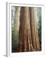 California, Sequoia Nf, Giant Sequoia Redwood Trees-Christopher Talbot Frank-Framed Premium Photographic Print