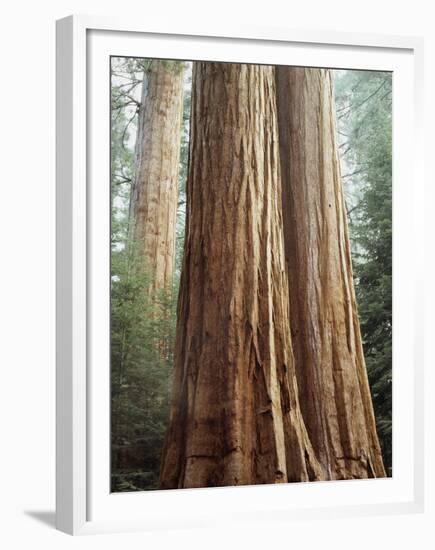 California, Sequoia Nf, Giant Sequoia Redwood Trees-Christopher Talbot Frank-Framed Premium Photographic Print