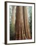 California, Sequoia Nf, Giant Sequoia Redwood Trees-Christopher Talbot Frank-Framed Premium Photographic Print