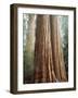 California, Sequoia Nf, Giant Sequoia Redwood Trees-Christopher Talbot Frank-Framed Photographic Print