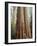 California, Sequoia Nf, Giant Sequoia Redwood Trees-Christopher Talbot Frank-Framed Photographic Print