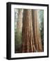 California, Sequoia Nf, Giant Sequoia Redwood Trees-Christopher Talbot Frank-Framed Photographic Print