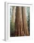 California, Sequoia Nf, Giant Sequoia Redwood Trees-Christopher Talbot Frank-Framed Photographic Print