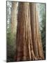 California, Sequoia Nf, Giant Sequoia Redwood Trees-Christopher Talbot Frank-Mounted Photographic Print