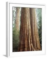 California, Sequoia Nf, Giant Sequoia Redwood Trees-Christopher Talbot Frank-Framed Photographic Print