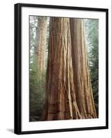 California, Sequoia Nf, Giant Sequoia Redwood Trees-Christopher Talbot Frank-Framed Photographic Print