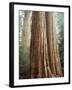 California, Sequoia Nf, Giant Sequoia Redwood Trees-Christopher Talbot Frank-Framed Photographic Print