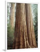 California, Sequoia Nf, Giant Sequoia Redwood Trees-Christopher Talbot Frank-Framed Photographic Print