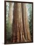 California, Sequoia Nf, Giant Sequoia Redwood Trees-Christopher Talbot Frank-Framed Photographic Print