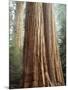 California, Sequoia Nf, Giant Sequoia Redwood Trees-Christopher Talbot Frank-Mounted Photographic Print