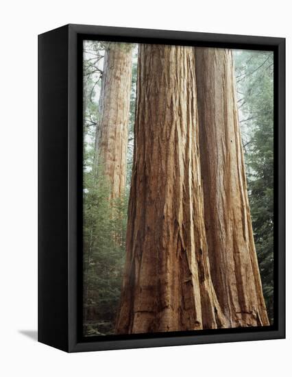 California, Sequoia Nf, Giant Sequoia Redwood Trees-Christopher Talbot Frank-Framed Stretched Canvas