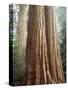 California, Sequoia Nf, Giant Sequoia Redwood Trees-Christopher Talbot Frank-Stretched Canvas