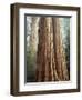 California, Sequoia Nf, Giant Sequoia Redwood Trees-Christopher Talbot Frank-Framed Photographic Print