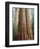 California, Sequoia Nf, Giant Sequoia Redwood Trees-Christopher Talbot Frank-Framed Photographic Print