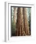 California, Sequoia Nf, Giant Sequoia Redwood Trees-Christopher Talbot Frank-Framed Photographic Print