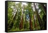 California Sequoia Trees-demerzel21-Framed Stretched Canvas