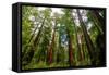 California Sequoia Trees-demerzel21-Framed Stretched Canvas