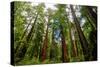 California Sequoia Trees-demerzel21-Stretched Canvas