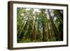 California Sequoia Trees-demerzel21-Framed Photographic Print