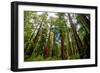 California Sequoia Trees-demerzel21-Framed Photographic Print