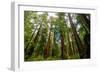 California Sequoia Trees-demerzel21-Framed Photographic Print