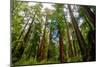 California Sequoia Trees-demerzel21-Mounted Photographic Print