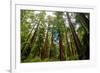 California Sequoia Trees-demerzel21-Framed Photographic Print