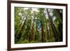 California Sequoia Trees-demerzel21-Framed Photographic Print