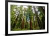 California Sequoia Trees-demerzel21-Framed Photographic Print